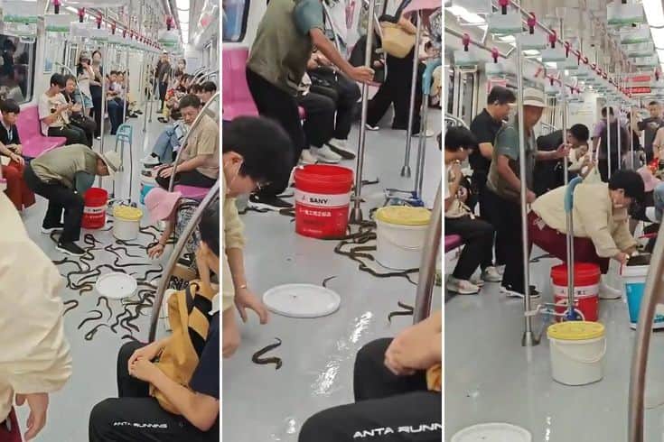 Metroda büyük panik! Devrilen kovalardan yüzlerce canlı saçıldı Metroda büyük panik! Devrilen kovalardan yüzlerce canlı saçıldı